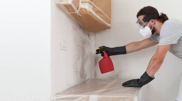 Professional Basement Mold Remediation technician working in Cologne, MN